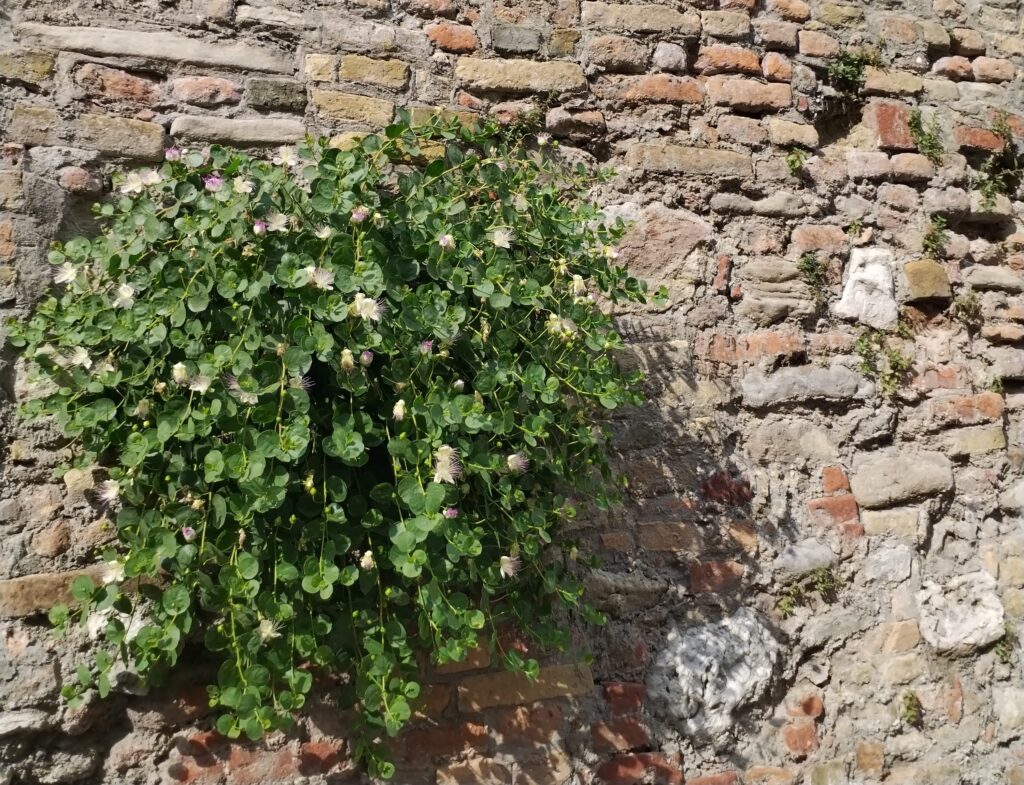 Pianta di capperi cresciuta sul muro Via Roma Palazzo Comunale