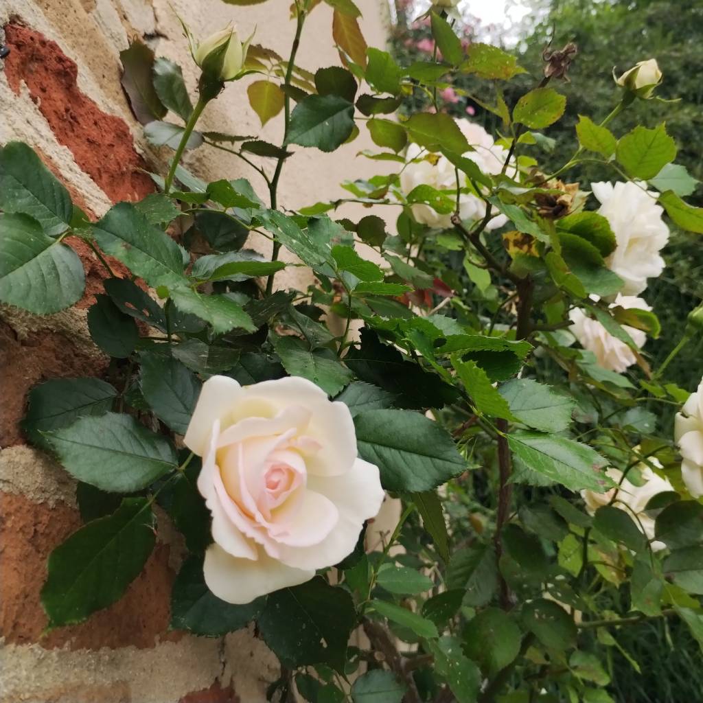 Salita Palazzo Gromo Cocconato fioritura rose